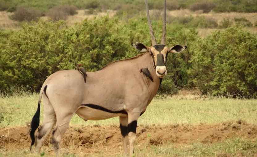 3-Day Samburu Safari: Discover the Unique Special Five